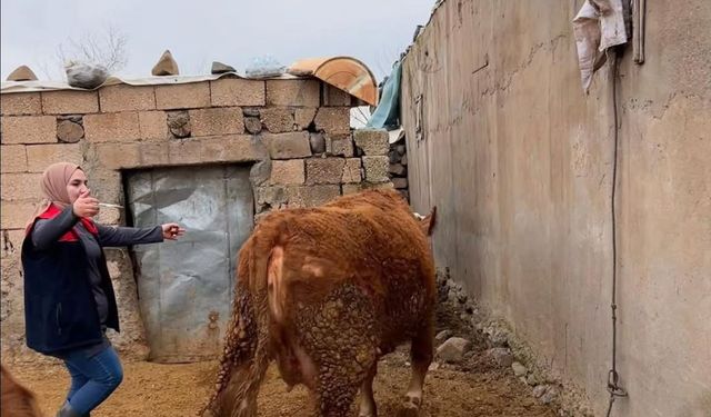 Şap Hastalığına Karşı İdil’de Geniş Kapsamlı Önlem