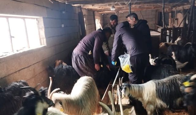 Şırnaklı Küçükbaş Yetiştiricileri İçin Süreç Başladı