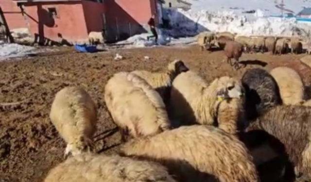 Uzun Kış Şartlrı ve Artan Maliyetler, Hayvancılığı Zorluyor