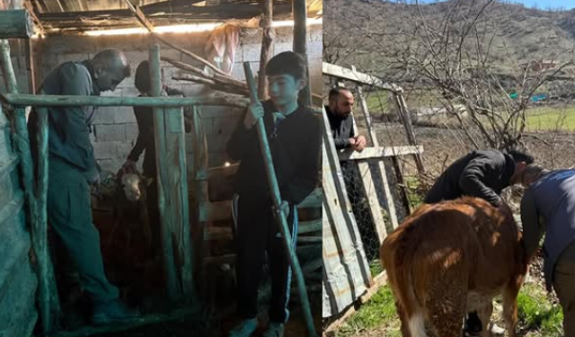 İlkbahar Dönemi Hayvan Kimliklendirme Çalışmaları Başladı