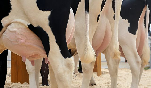 Günde 50 kilo süt veren inekler ithal edildi