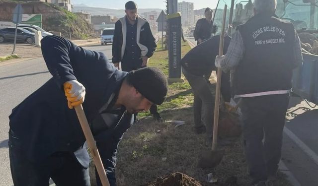 Cizre’de Ağaçlandırma Seferberliği