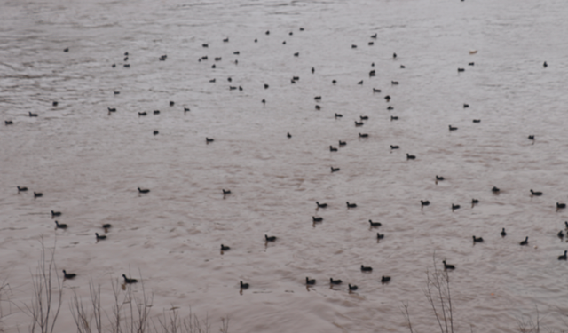 Cizre'de Görsel Şölen, Binlerce Karabatak Dicle’ye Akın Etti