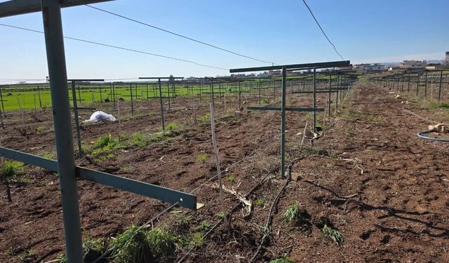 Verimli Üzüm Bağı İçin Uygulamalı Budama Desteği