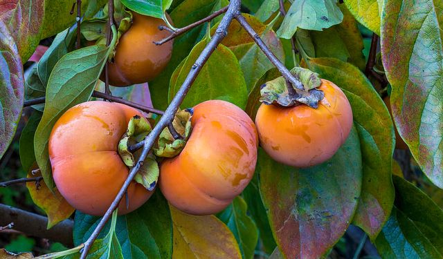 Hurma Bahçesi Kurana Şırnak'ta Yüzde 75 Hibe Desteği