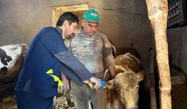 Büyükbaş hayvanlar kayıt altına alınıyor