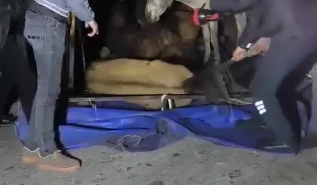 Eşek Yüklü Kamyonet Kontrolden Çıkarak Devrildi