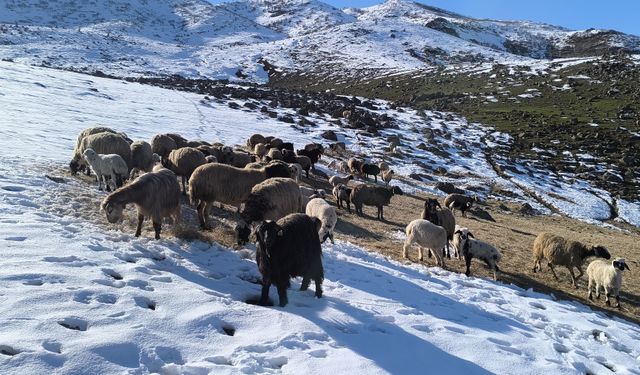 Besiciler baharı beklerken yeniden kışa geldi