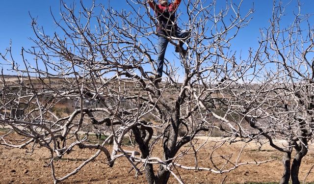 Fıstık Bahçelerinde Budama Mesaisi Başladı