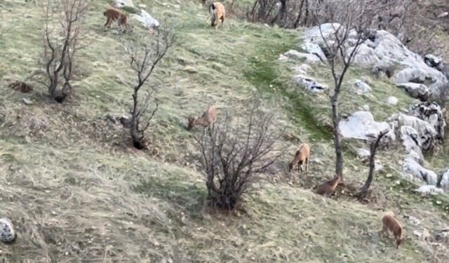 Bölgeden nesli koruma altında olan dağ keçileri görüntüleri