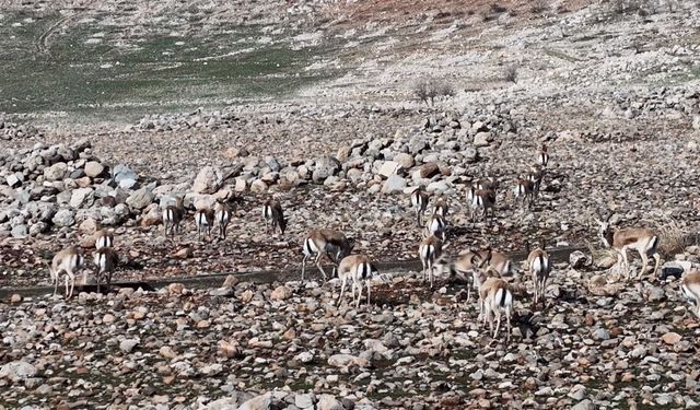 Cudi Dağı’nda Ceylanlar Doğal Ortamda Sürü Halinde