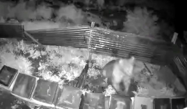 Ayılar kış uykusundan uyandı, kovanlara saldırdı