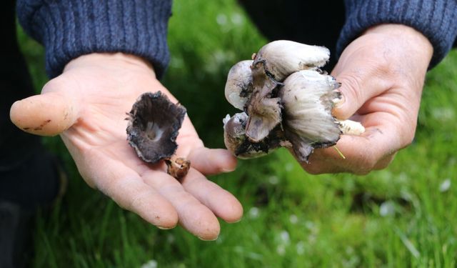 Bahar geldi, risk arttı, Yabani mantar tüketimine dikkat