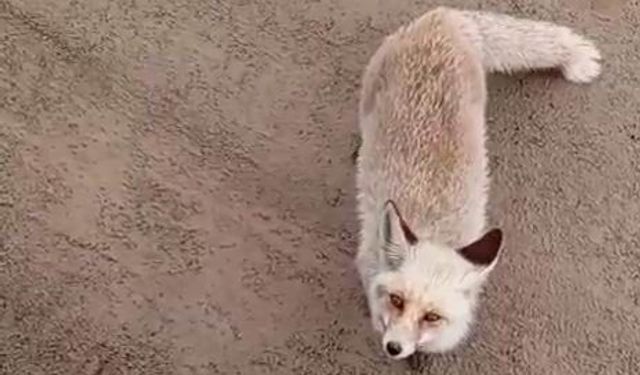 Aç Kalan Tilkinin Şaşırtan Ziyareti