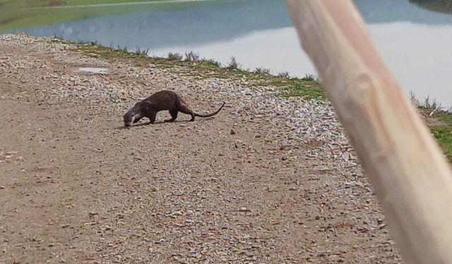 Nesli Tükenme Tehlikesi Altındaki Su Samuru Görüntülendi