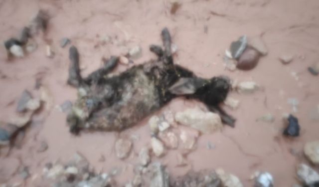 Şırnak’ta Sel Göçerleri Vurdu, Çadırlar Sular Altında, Hayvanlar Telef Oldu