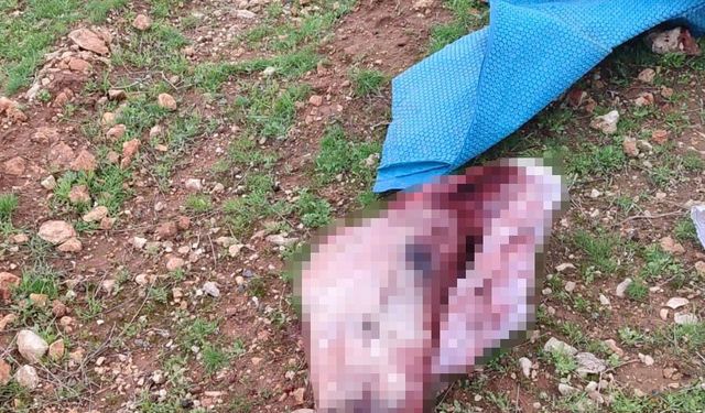 Kesik At Kafası ve Parçaları Şok Edici Şekilde Bulundu