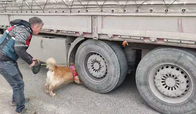 Şırnak jandarmadan son 20 yılın en büyük operasyonu