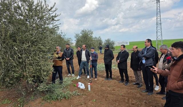 İdilli Çiftçilere Uygulamalı Zeytin Budama Eğitimi