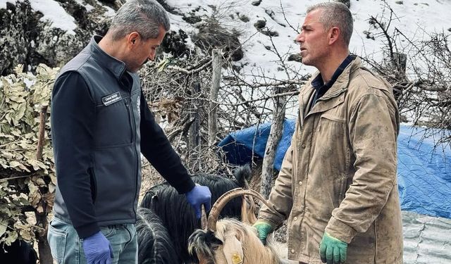 Şırnak'ta Bayram Öncesi Hayvan Sağlığı Denetimi
