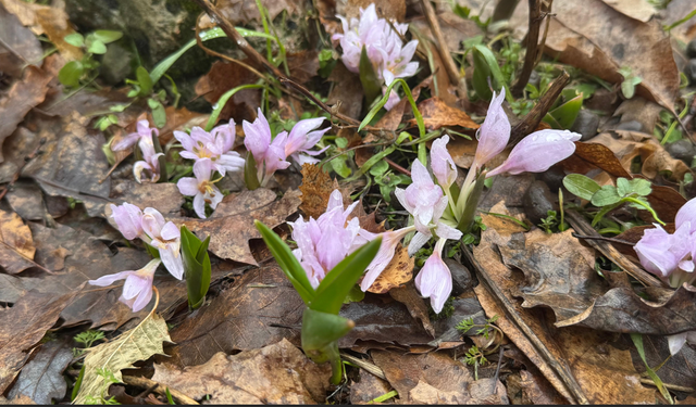 Şırnak'ta Karlar Altında Baharın İlk İzleri