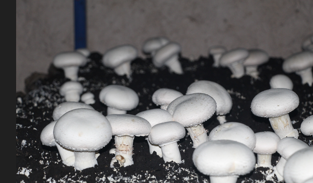 Şırnak'ın Tarihi Mağarasında  Aylık 3 Ton Mantar Hasadı