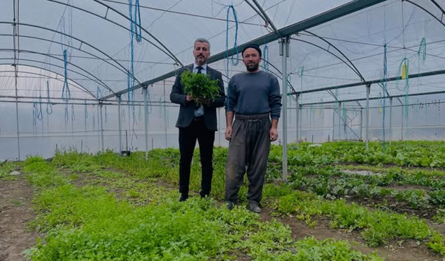 Şırnak'ın Bereketli Seralarında Kış Mesaisi