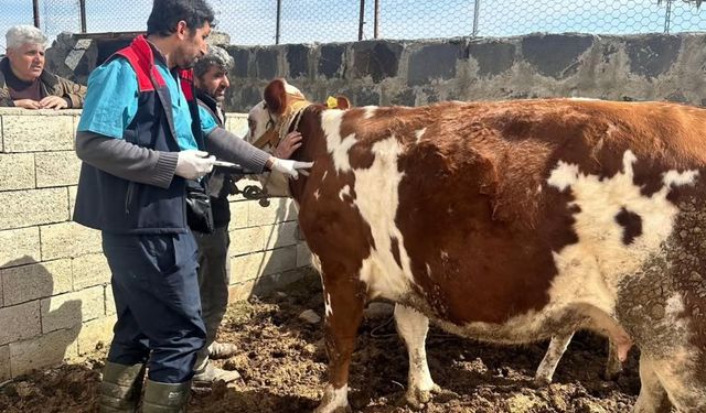 Veteriner Ekipleri Köy Köy Aşı Yapıyor