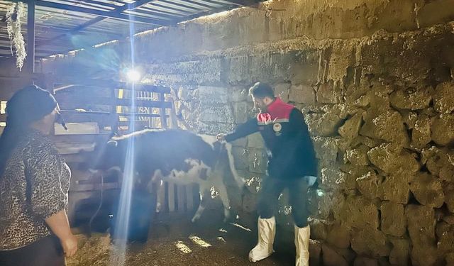 Şırnak’ta aşılama ve küpeleme seferberliği