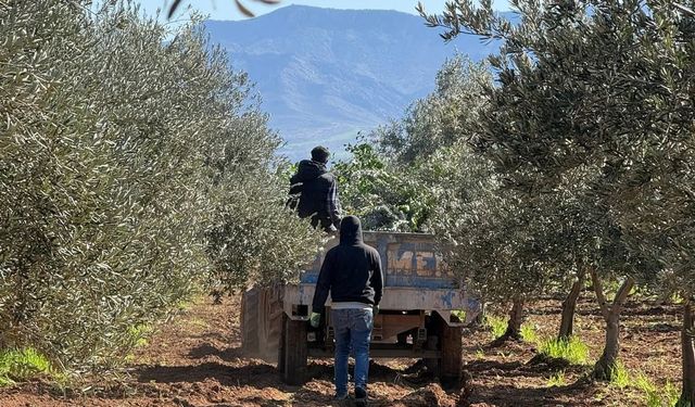 Silopi’de üreticiler fidanları toprakla buluşturdu