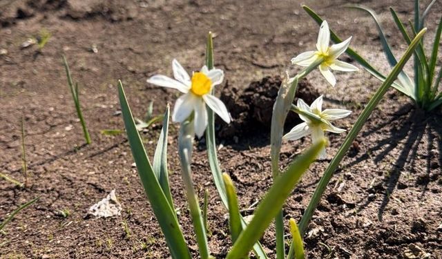 Şırnak’ta Ramazan’ın Ruhu Nergizlerle Doğada Yaşandı