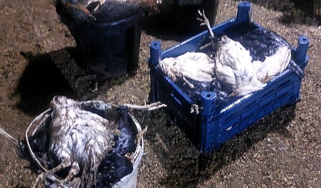 Şırnak’ta Başıboş Köpekler 157 Tavuğu Telef Etti