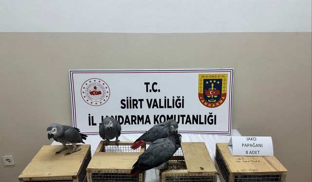 Şırnak Çıkışlı Araçta 480 Bin Liralık Papağan Yakalandı