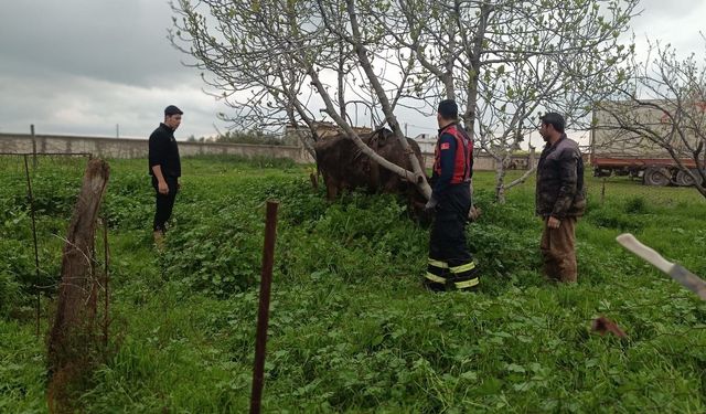 Kuyuya düşen ineği itfaiye kurtardı