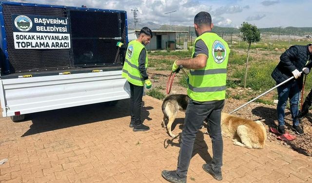 Başverimli'de Can dostlar emin ellerde
