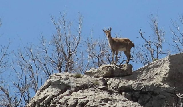 Koruma altındaki dağ keçileri sürü halinde görüntülendi