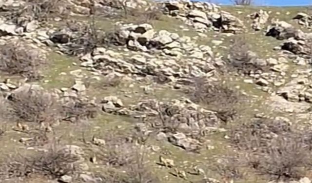 Koruma Altındaki Dağ Keçileri Çoğalıyor
