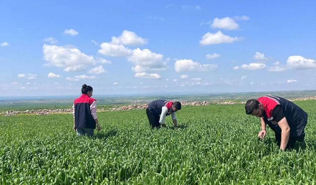 Silopi’de Hububat Alanlarında Saha Denetimleri Sürüyor