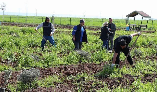Lavanta parkında sezon hazırlığı başladı