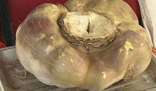 Dev turp görenleri şaşırttı