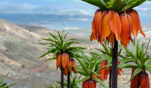 Sakız Dağı'nda ters laleler görsel şölen sunuyor