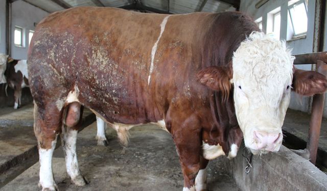 1,5 tonluk 'Tosun Paşa' 450 bin liraya alıcı buldu