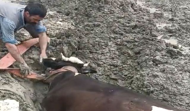 Mahsur kalan inek iş makinesiyle kurtarıldı