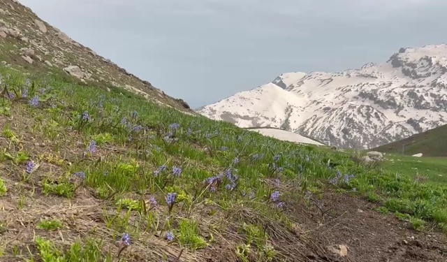 Şırnak Dağlarında Bahar Coşkusu, O İlçeye Akın Var