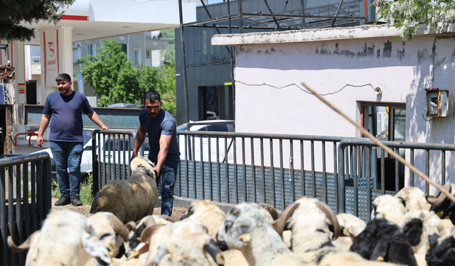 Kurban Bayramı Öncesi Kurbanlık Sevkiyat Yoğunluğu