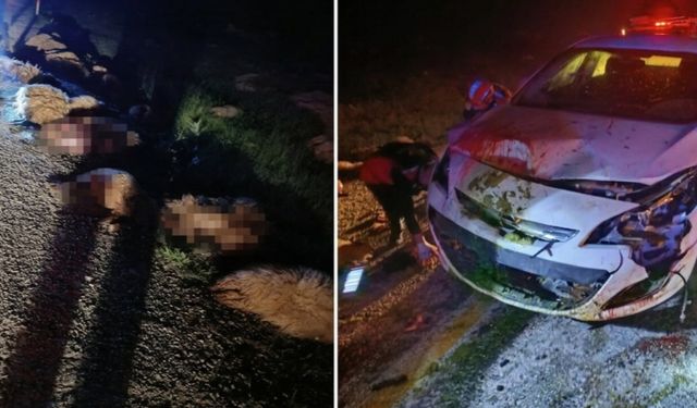 Otomobil sürüye çarptı 2 Yaralı, 40 Hayvan Telef Oldu