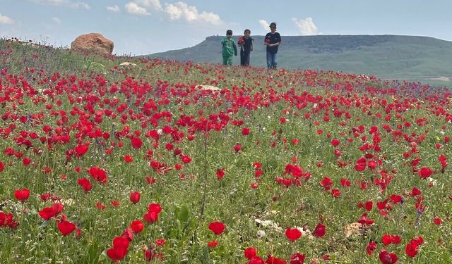 Şırnak’ta Doğa Uyandı, Ovalar Gelinciklere Büründü