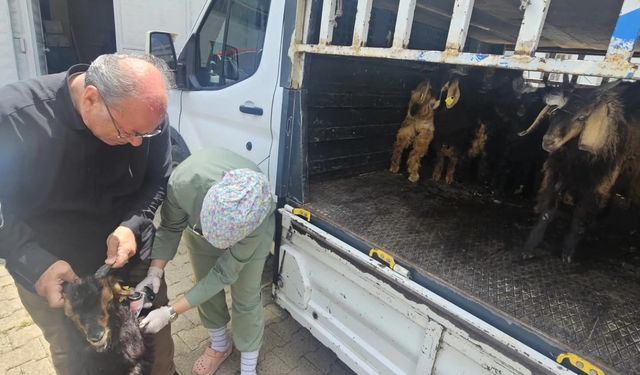 Yayla Sezonu Öncesi Silopi’de Yoğun Mesai