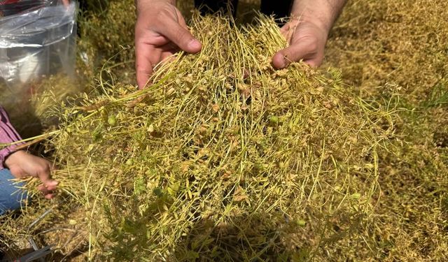 Şırnak’ta Kırmızı Mercimek Verim Çalışması Başladı