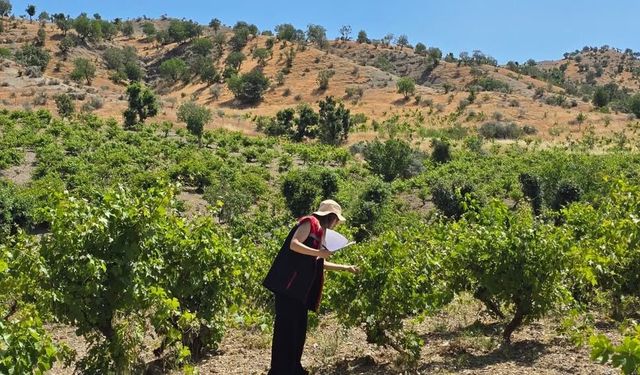 Şırnak'ta Zeytin, Nar ve Bağ Alanları İnceleniyor